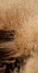 Shop At Arcteryx.com